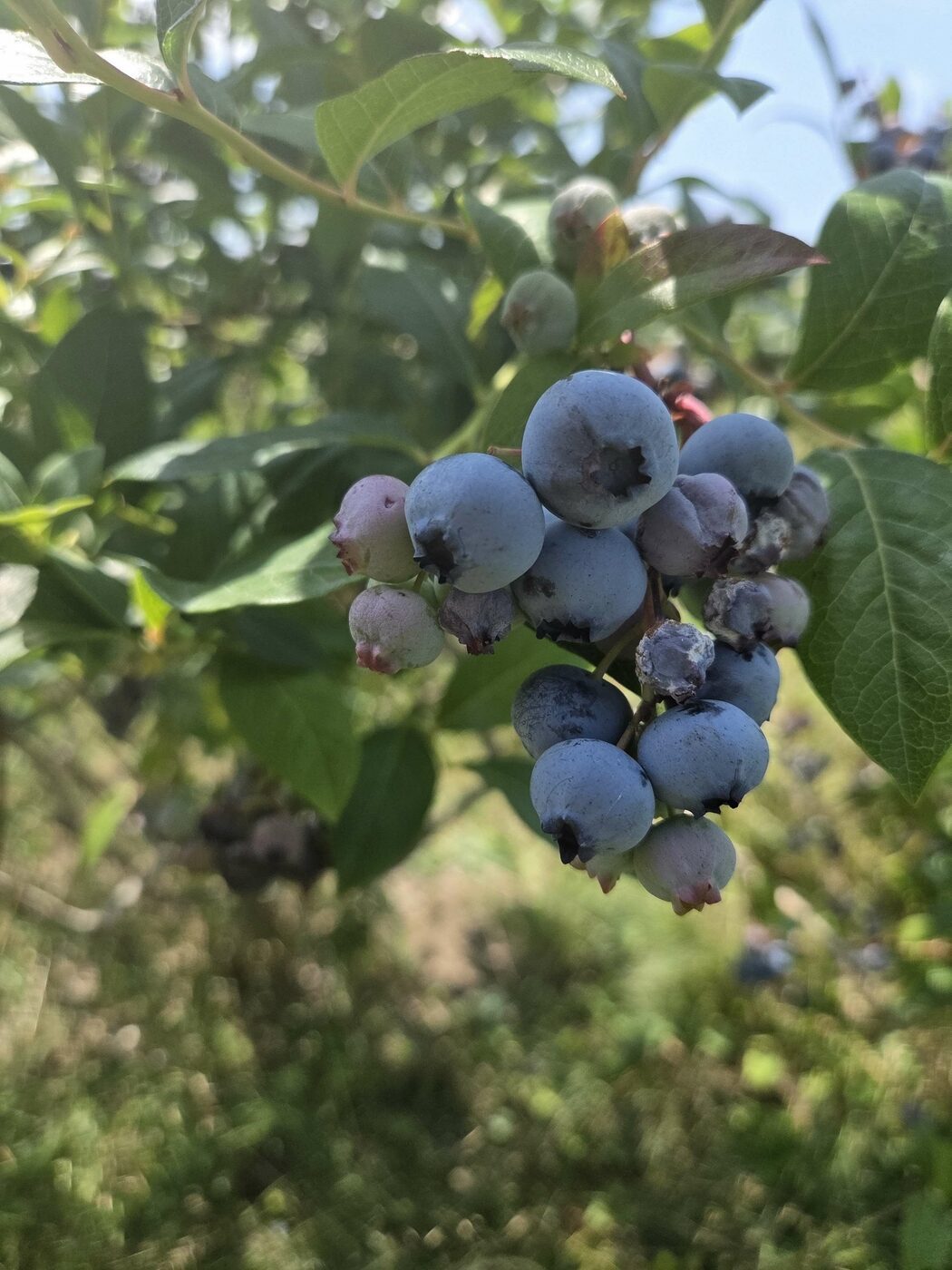 Ripe blueberries on the bush at MacGregor Valley Farm