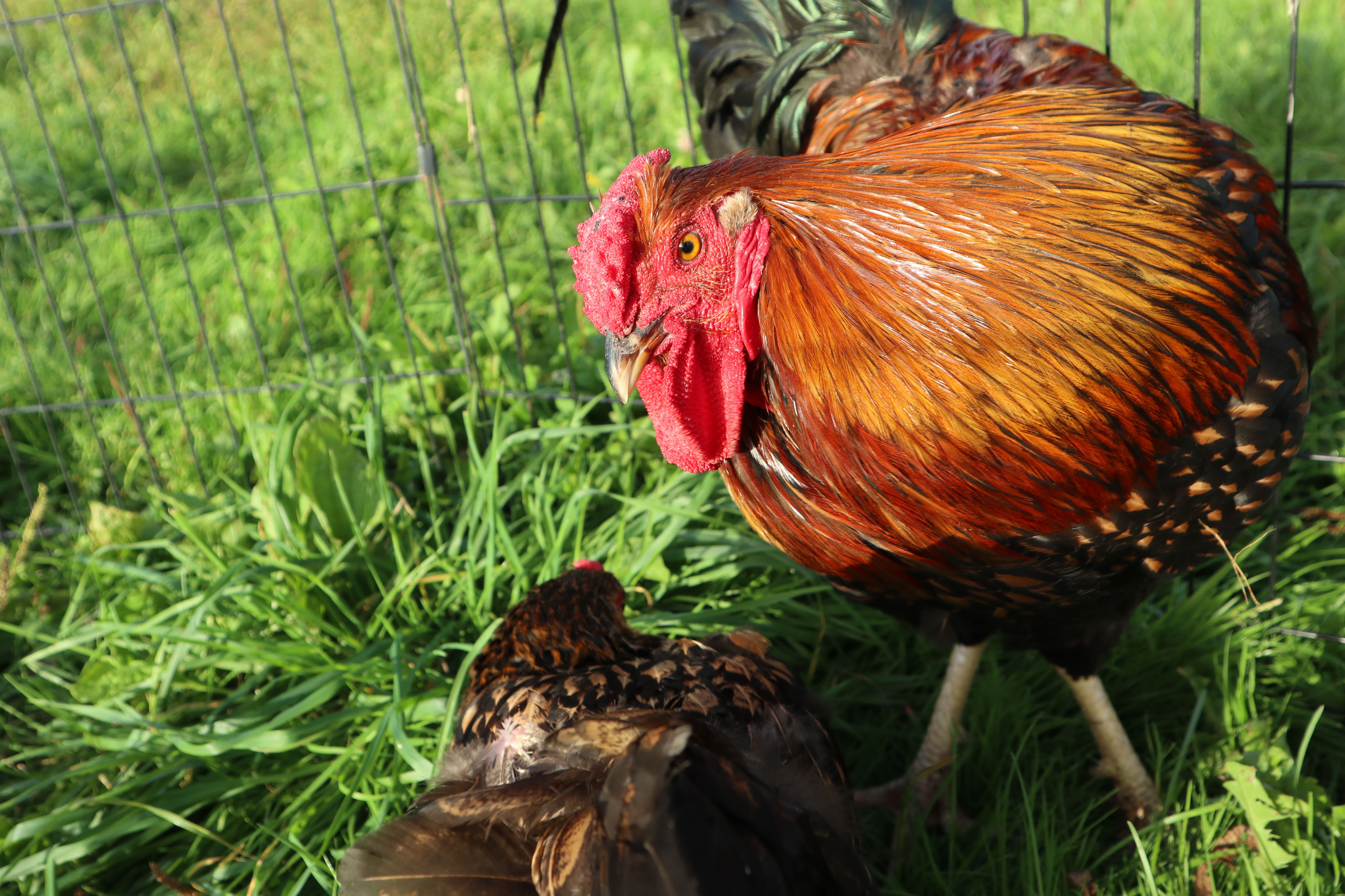 Gold Laced Wyandotte