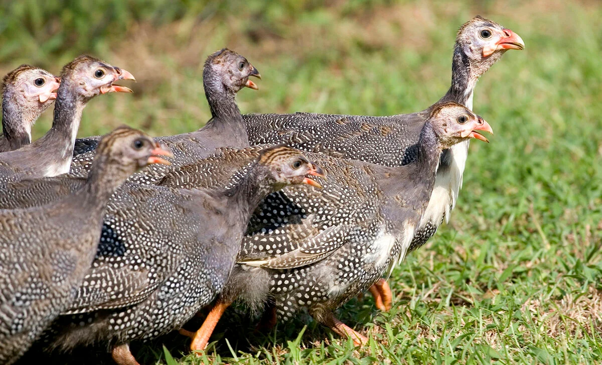 A flock of guinea fowl on the grass