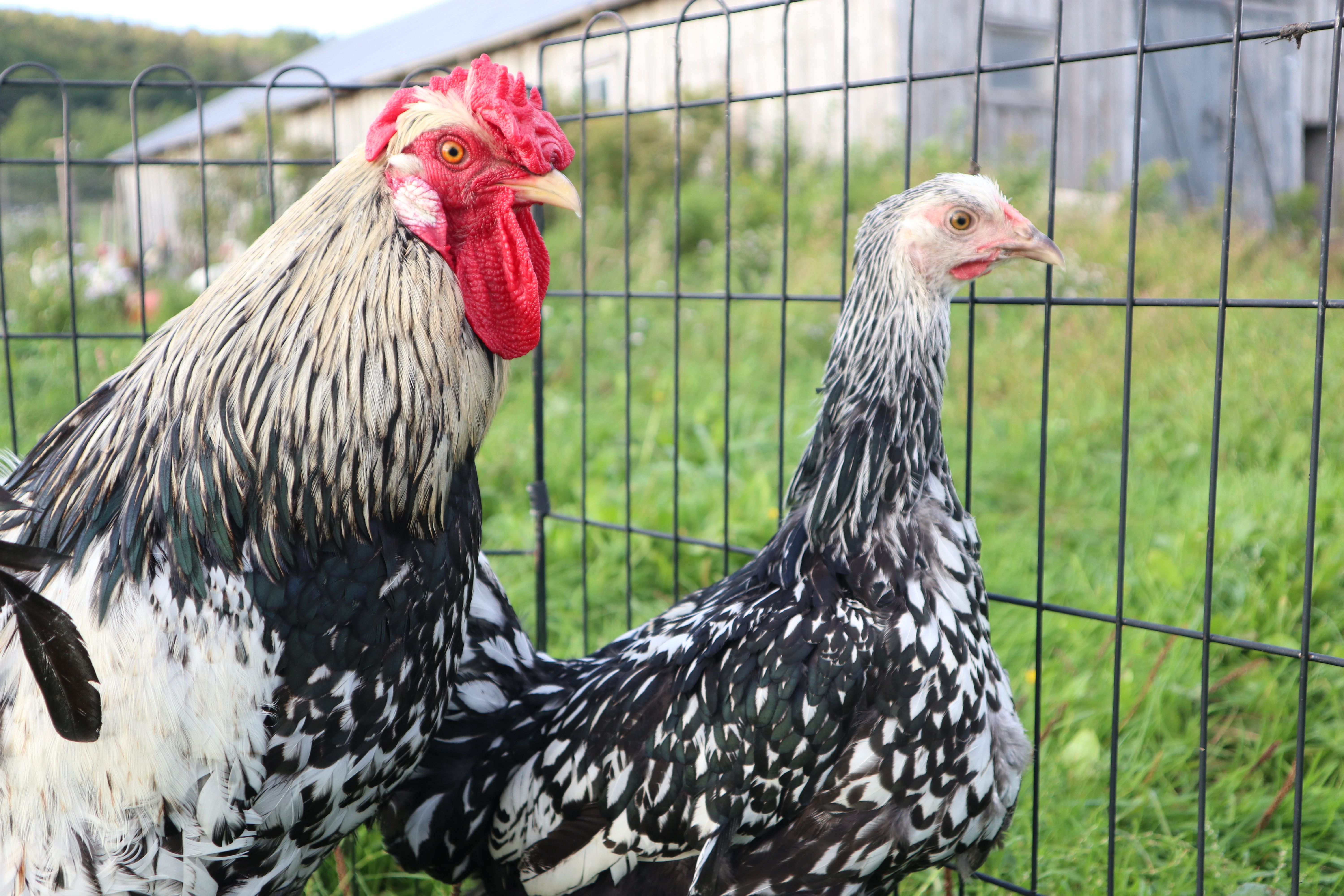 Silver Laced Wyandotte