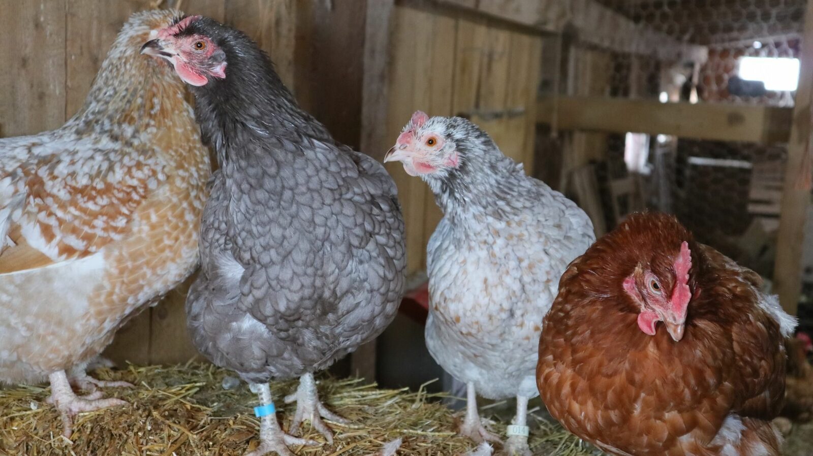 Heritage chickens ranging at MacGregor Valley Farm