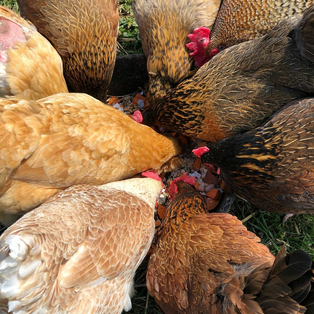 Heritage hens foraging on pasture
