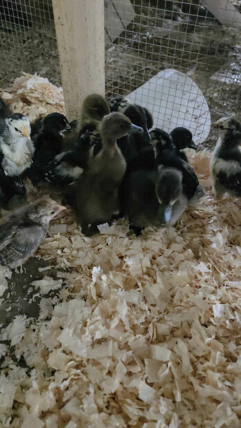 Ducks at MacGregor Valley Farm