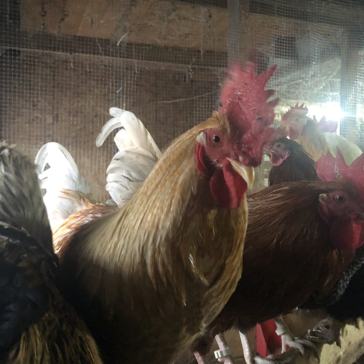 Heritage roosters