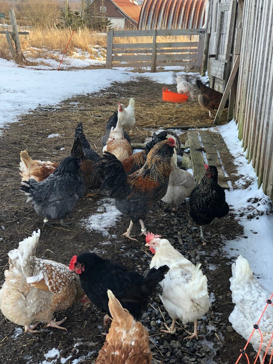 Chickens out in the snow in winter