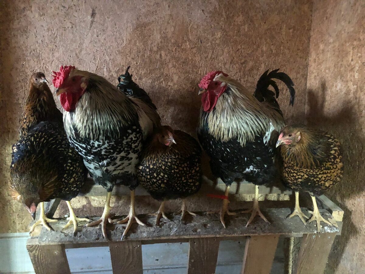 Wyandotte chickens in the yard
